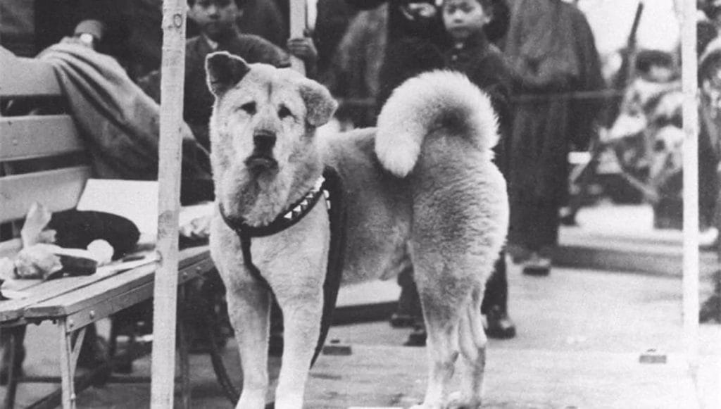 Se Hachi vuole aspettare, allora deve aspettare