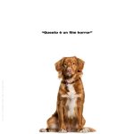Good Boy