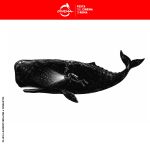 whalefall